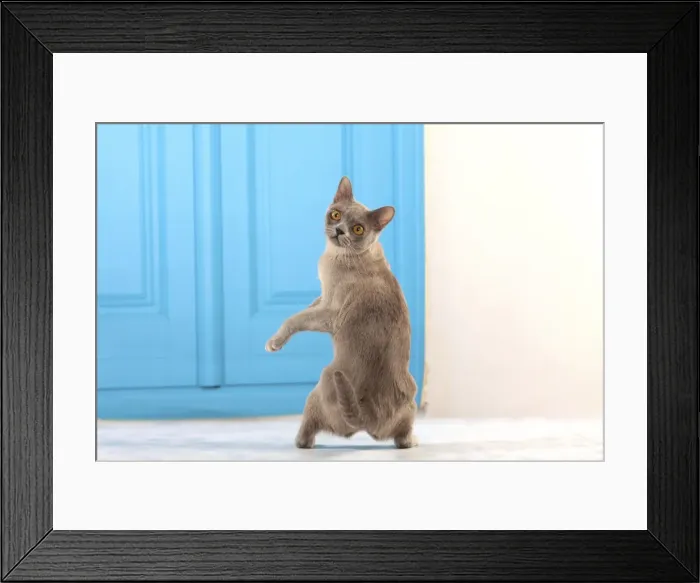 Framed Print : Picture No. 10982943