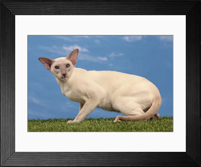 Framed Print : Picture No. 10982945 Framed Print : Picture No. 10982945