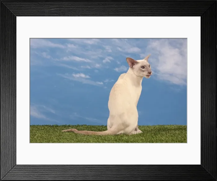 Framed Print : Picture No. 10982949 Framed Print : Picture No. 10982949