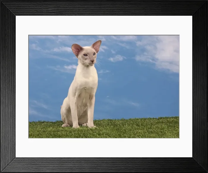 Framed Print : Picture No. 10982946 Framed Print : Picture No. 10982946