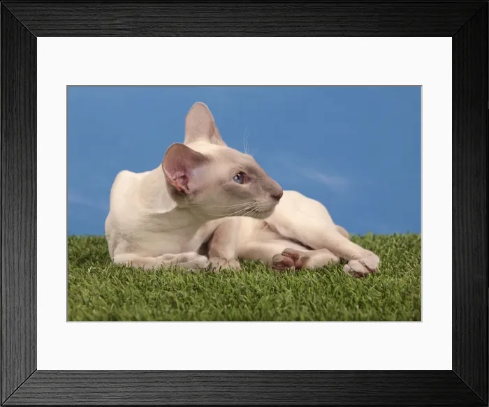 Framed Print : Picture No. 10982947