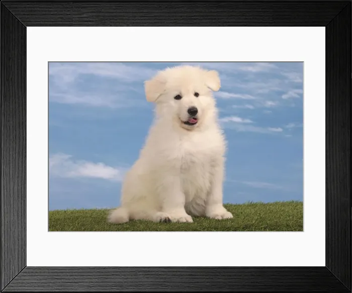 Framed Print : Picture No. 10982951 Framed Print : Picture No. 10982951