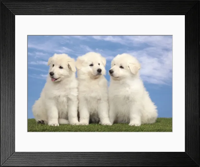 Framed Print : Picture No. 10982954