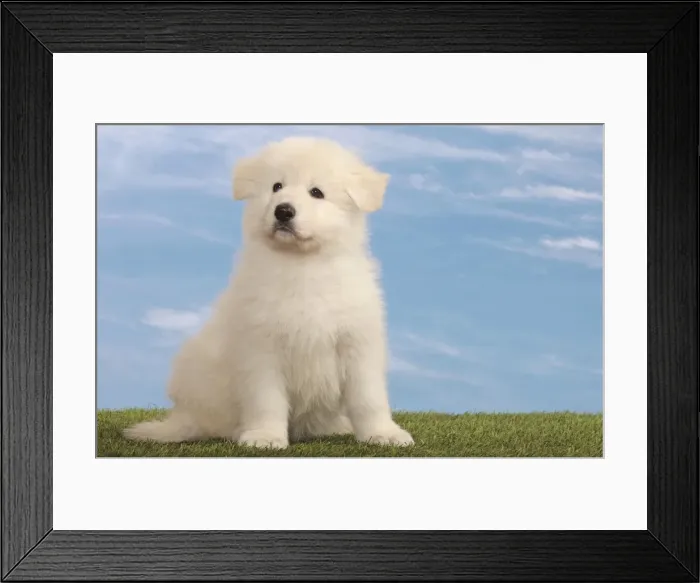 Framed Print : Picture No. 10982952 Framed Print : Picture No. 10982952