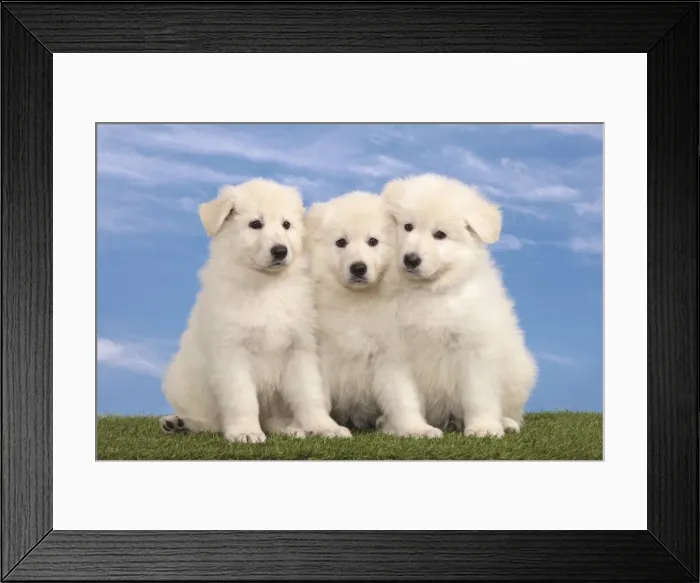 Framed Print : Picture No. 10982955 Framed Print : Picture No. 10982955