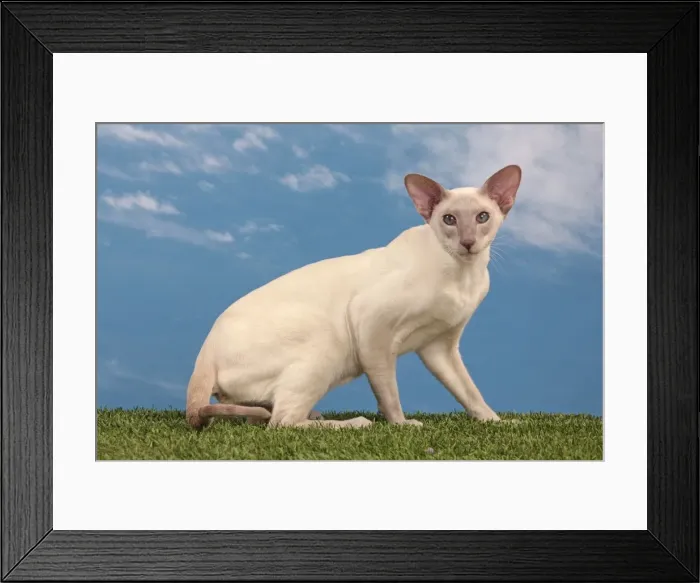 Framed Print : Picture No. 10982950 Framed Print : Picture No. 10982950