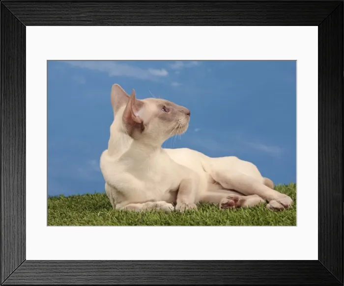 Framed Print : Picture No. 10982948 Framed Print : Picture No. 10982948