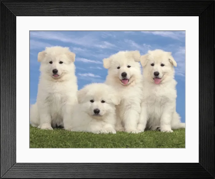 Framed Print : Picture No. 10982957 Framed Print : Picture No. 10982957