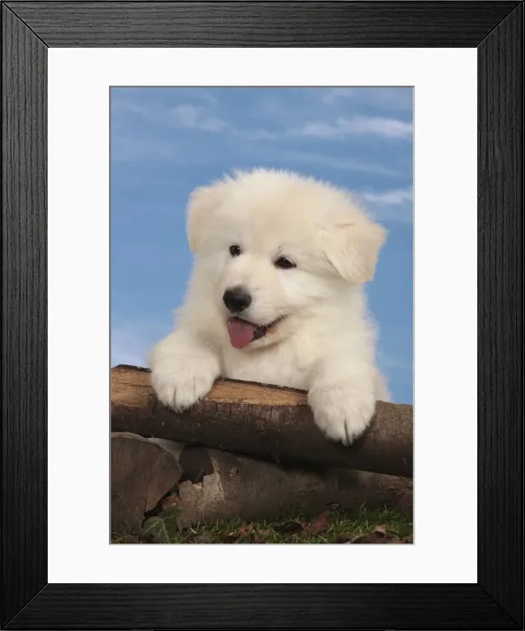 Framed Print : Picture No. 10982960 Framed Print : Picture No. 10982960
