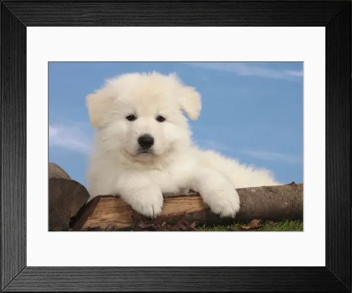 Framed Print : Picture No. 10982961 Framed Print : Picture No. 10982961