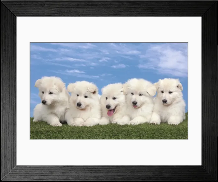 Framed Print : Picture No. 10982959 Framed Print : Picture No. 10982959