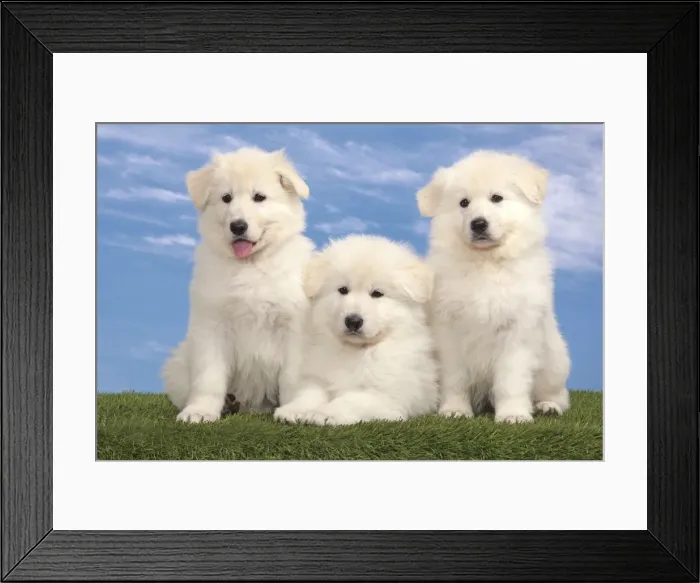 Framed Print : Picture No. 10982956 Framed Print : Picture No. 10982956