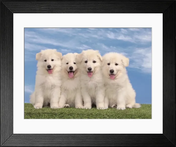 Framed Print : Picture No. 10982958 Framed Print : Picture No. 10982958