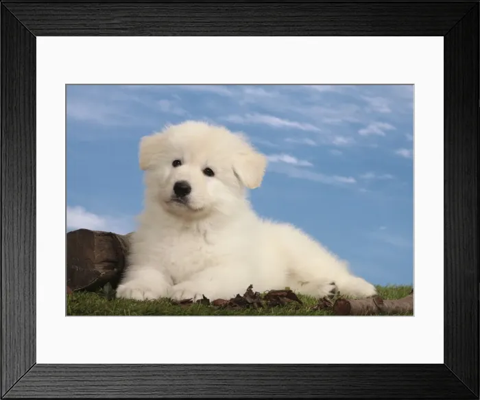 Framed Print : Picture No. 10982963 Framed Print : Picture No. 10982963
