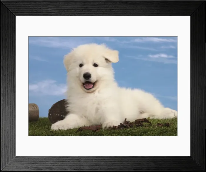 Framed Print : Picture No. 10982962 Framed Print : Picture No. 10982962