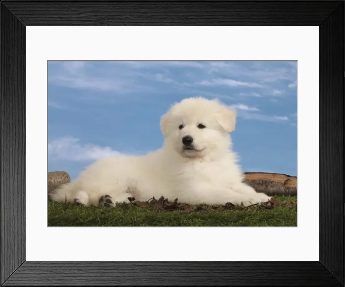 Framed Print : Picture No. 10982964 Framed Print : Picture No. 10982964