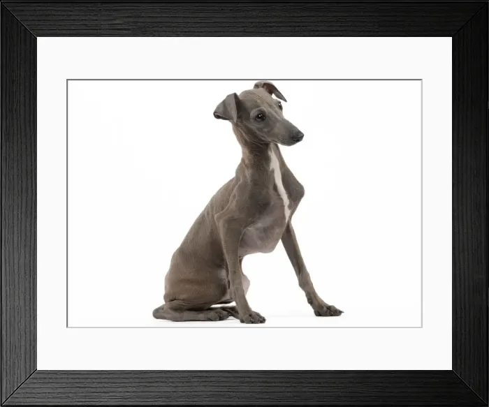 Framed Print : Picture No. 10982973 Framed Print : Picture No. 10982973