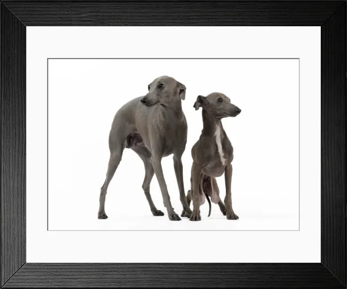 Framed Print : Picture No. 10982974 Framed Print : Picture No. 10982974