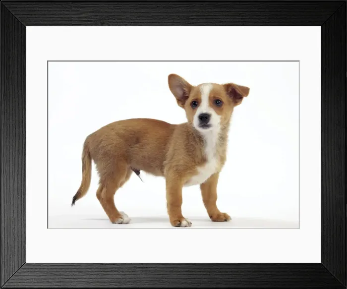 Framed Print : Picture No. 10982975