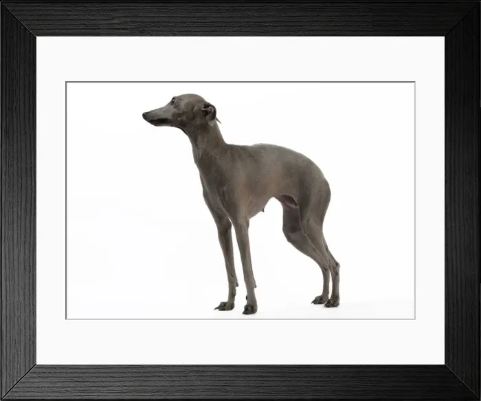 Framed Print : Picture No. 10982972 Framed Print : Picture No. 10982972
