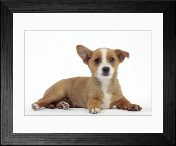 Framed Print : Picture No. 10982977 Framed Print : Picture No. 10982977