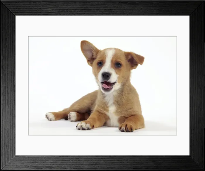 Framed Print : Picture No. 10982978 Framed Print : Picture No. 10982978