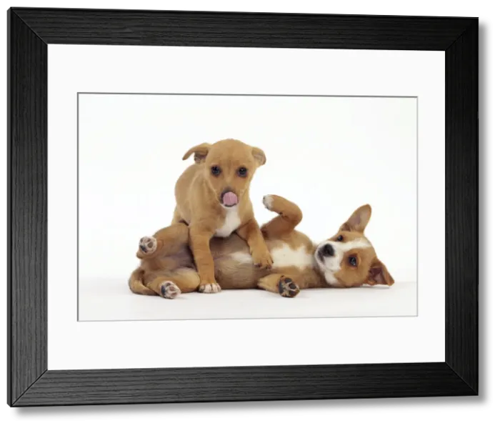 Framed Print : Picture No. 10982980 Framed Print : Picture No. 10982980