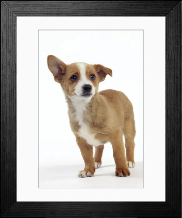 Framed Print : Picture No. 10982976 Framed Print : Picture No. 10982976