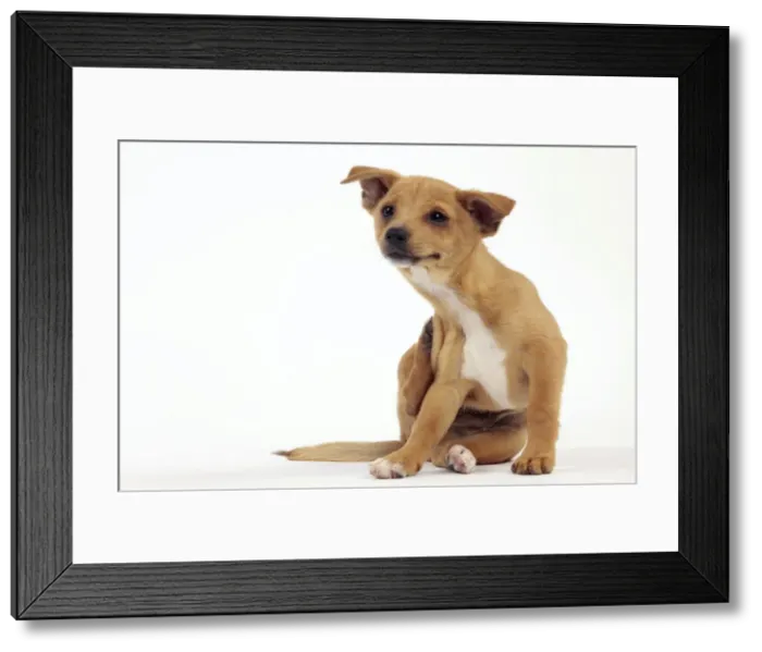 Framed Print : Picture No. 10982981 Framed Print : Picture No. 10982981