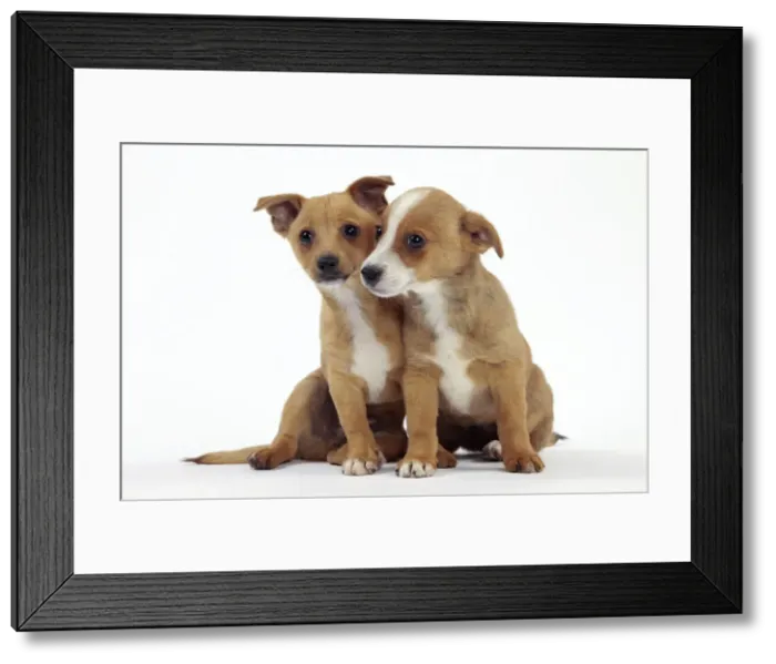 Framed Print : Picture No. 10982979 Framed Print : Picture No. 10982979