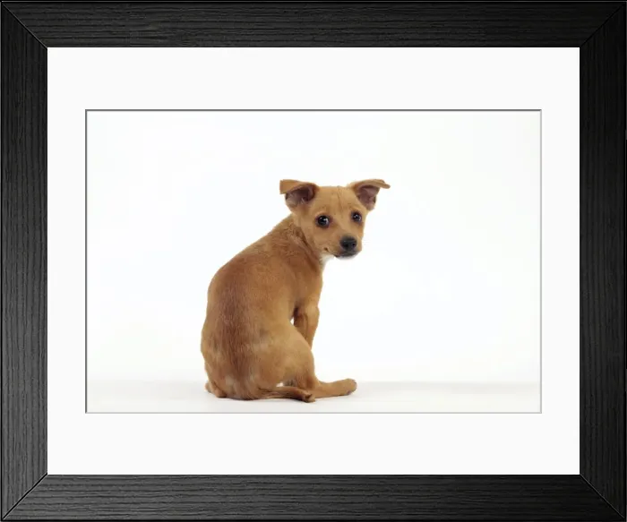 Framed Print : Picture No. 10982983 Framed Print : Picture No. 10982983