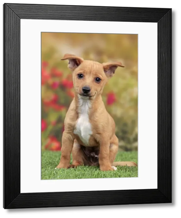 Framed Print : Picture No. 10982985 Framed Print : Picture No. 10982985