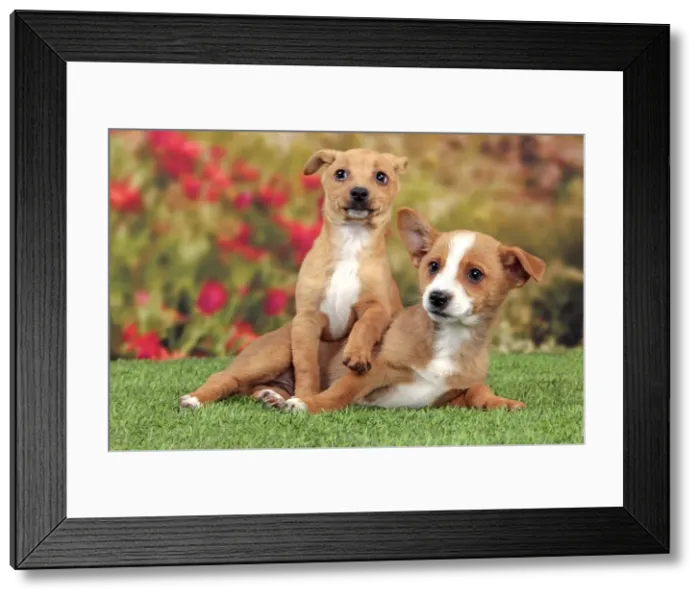Framed Print : Picture No. 10982986 Framed Print : Picture No. 10982986