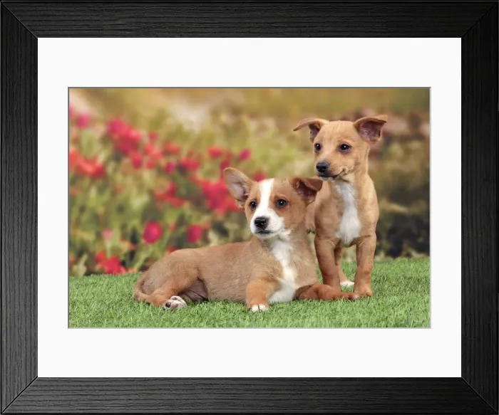 Framed Print : Picture No. 10982987 Framed Print : Picture No. 10982987