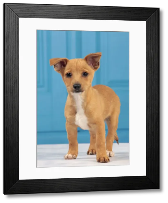 Framed Print : Picture No. 10982991 Framed Print : Picture No. 10982991