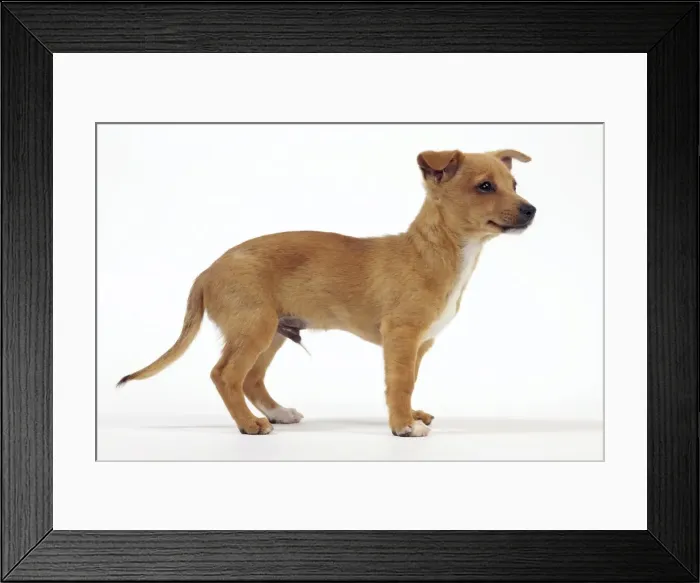 Framed Print : Picture No. 10982982 Framed Print : Picture No. 10982982