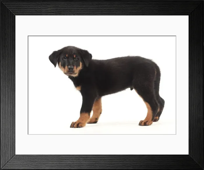 Framed Print : Picture No. 10982994 Framed Print : Picture No. 10982994