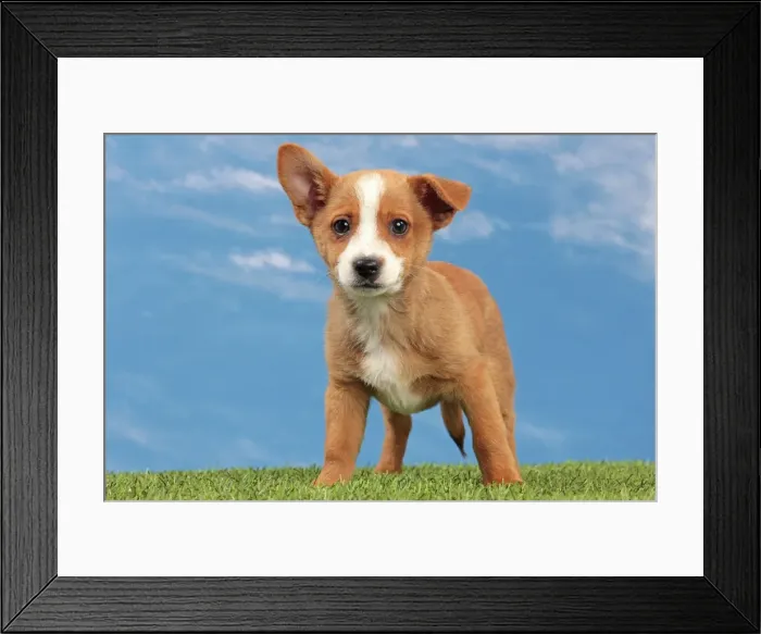 Framed Print : Picture No. 10982990 Framed Print : Picture No. 10982990