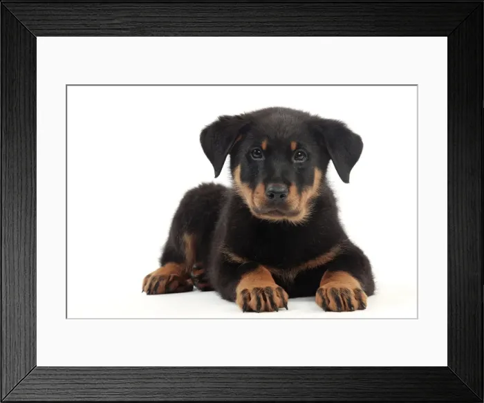 Framed Print : Picture No. 10982993 Framed Print : Picture No. 10982993
