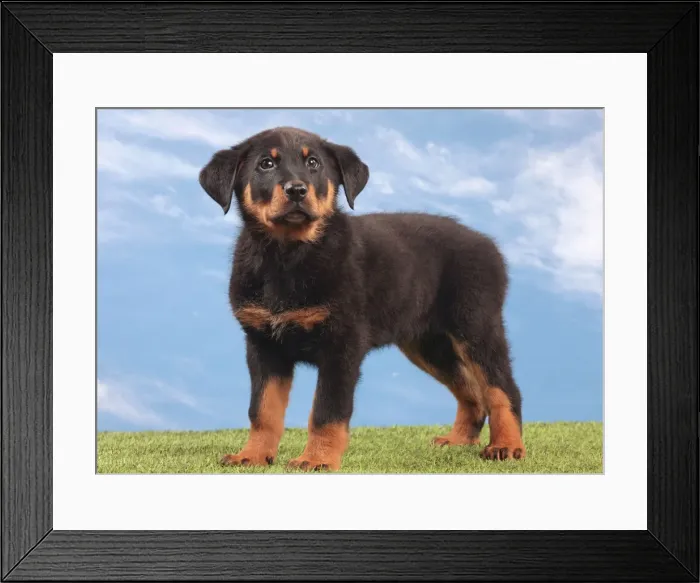 Framed Print : Picture No. 10982995 Framed Print : Picture No. 10982995