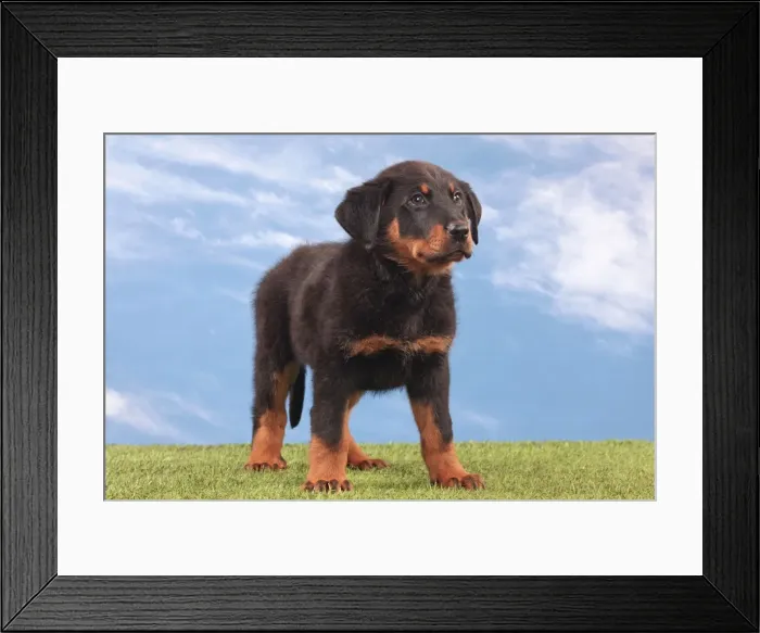 Framed Print : Picture No. 10982997 Framed Print : Picture No. 10982997