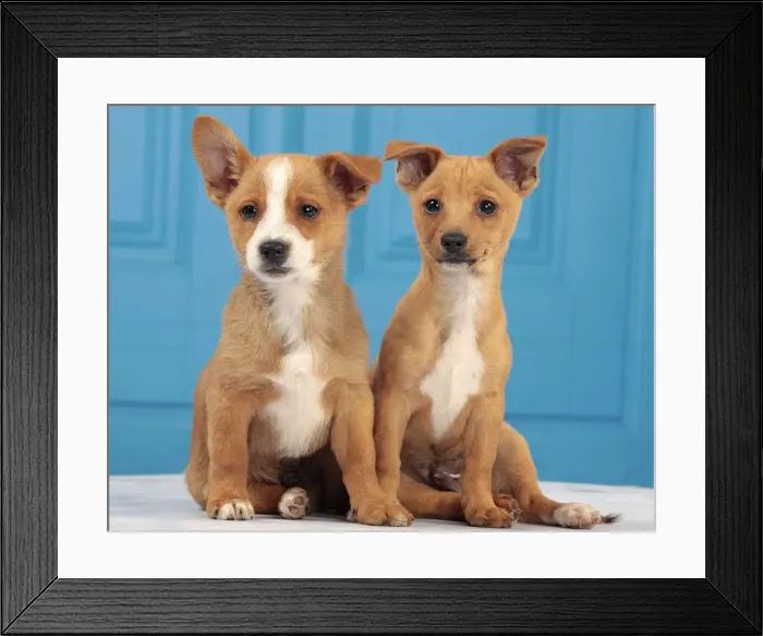 Framed Print : Picture No. 10982992
