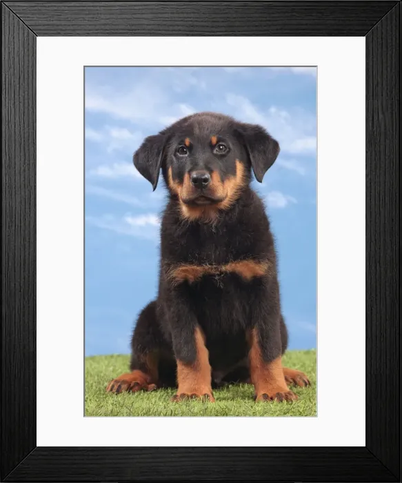 Framed Print : Picture No. 10982996 Framed Print : Picture No. 10982996