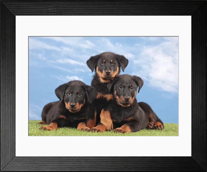 Framed Print : Picture No. 10983001 Framed Print : Picture No. 10983001