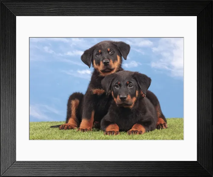 Framed Print : Picture No. 10982999 Framed Print : Picture No. 10982999