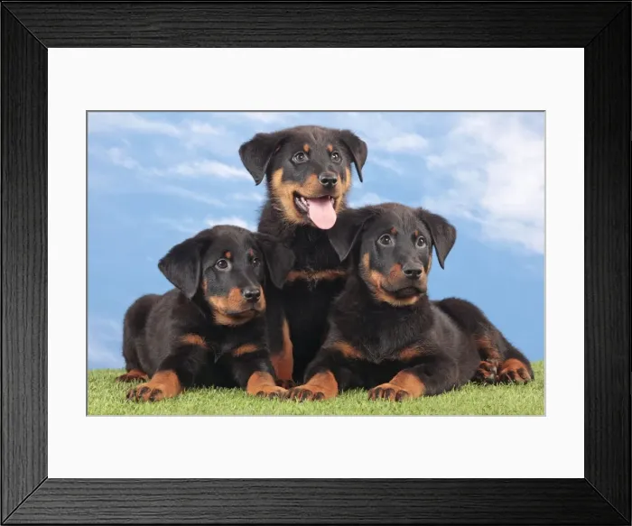 Framed Print : Picture No. 10983002 Framed Print : Picture No. 10983002