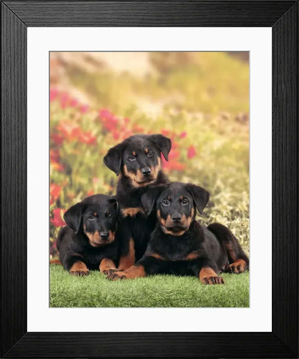 Framed Print : Picture No. 10983003 Framed Print : Picture No. 10983003