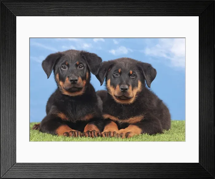 Framed Print : Picture No. 10983000 Framed Print : Picture No. 10983000