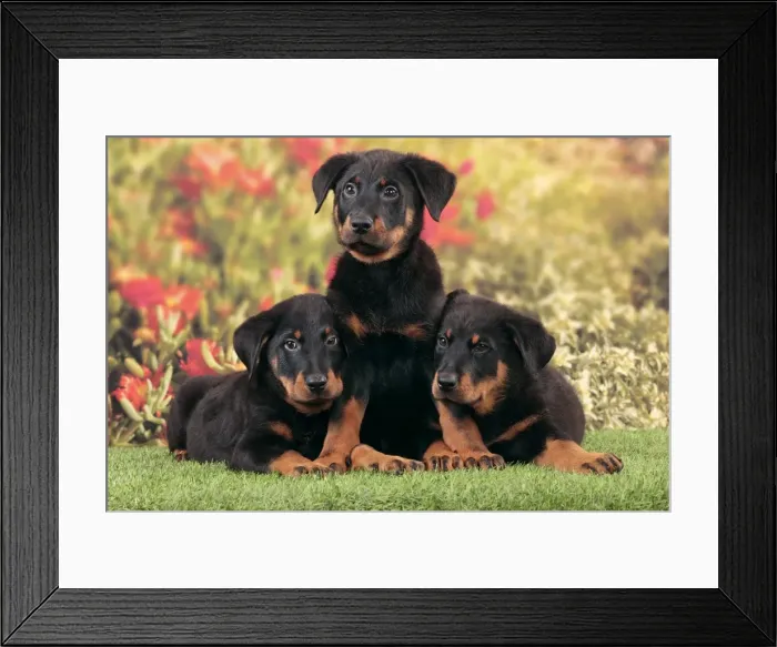 Framed Print : Picture No. 10983004 Framed Print : Picture No. 10983004