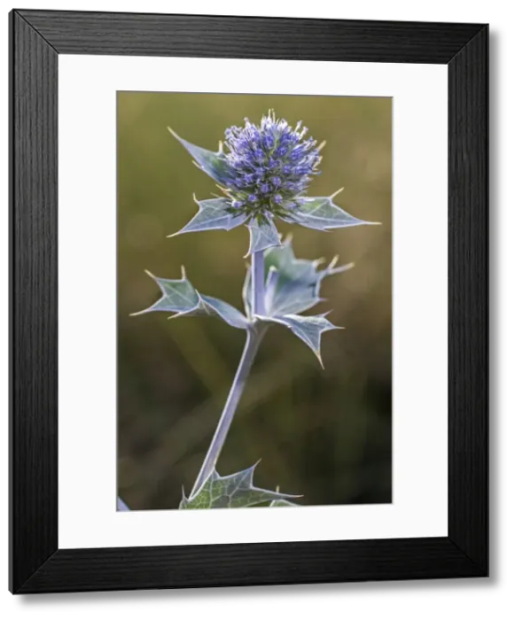 Framed Print : Picture No. 10983009 Framed Print : Picture No. 10983009